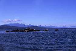 Seals on Island