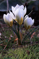 White Flowers