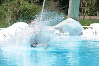 Eric Splashing Into Pool