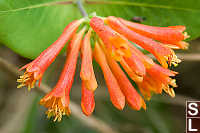 Honeysuckle