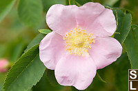 Nootka Rose