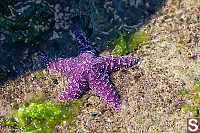 Purple Sea Star Coming Out Of Shadow