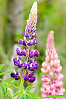 Large-Leaved Lupine