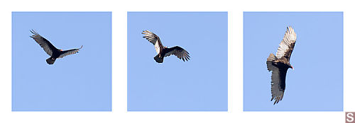 Turkey Vulture Circling