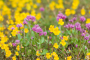 Yellow Monkey Flower And Sea Blush