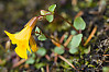 common monkey-flower, yellow monkey-flower