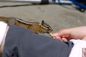 Feeding Chipmunk