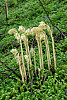 many-flower Indian-pipe, pinesap