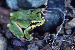 Pacific Treefrog