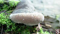 Fungus