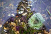 Anemone And Purple Sea Urchins In Tide Pool