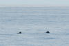 Two Dall's Porpoise