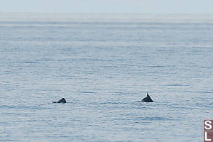 Two Dall's Porpoise