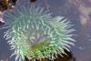 Green Sea Anemone In Tide Pool