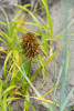 Large Headed Sedge