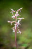 Younger Spotted Coralroot