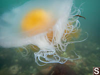 Egg Yolk Jellyfish