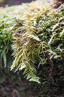 Long Branching Moss