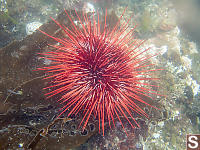 Red Sea Urchine Eating Kelp