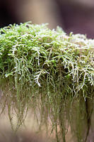 Thinner Hanging Moss