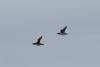 Common Murre Flying By