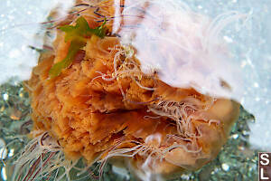 Lions Mane Jellyfish In Shallows