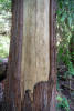 Culturally Modified Tree For Bark