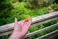 Large Salmonberries