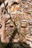 Northern Red-legged Frog