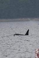 Male Orca Near Shore