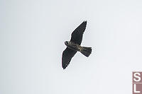 Peregrine Falcon Overhead