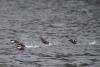 Pigeon Guillemot Getting Airborne