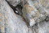 Pigeon Guillemot On Rock Edge