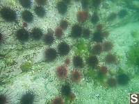 Sea Urchin Barrens
