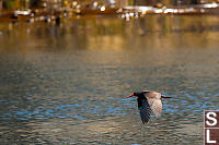 Oyster Catcher Flying By