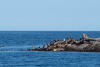 Sea Lions On Rocks