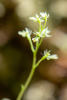 Northwestern Twayblade