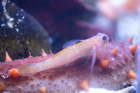 Fish Resting On Sea Cucumber