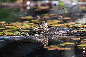 Hooded Merganser On Small Pond