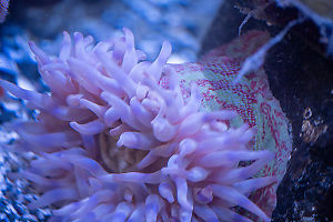 Red And Green Body Anemone