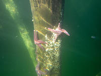 Sea Stars On Pilings