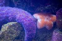 Slime Star With Ochre Sea Star