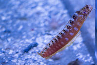 Small Fish In Corner Of Tank