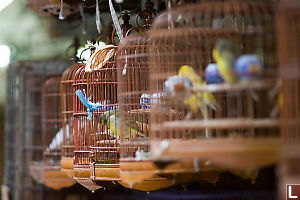 Bird Market