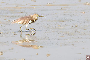 Chinese Pond Heron