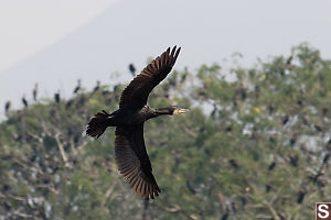 Cormorant Flying By