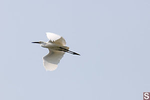 Egret Flying