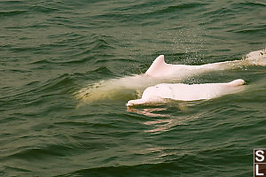 Pair Diving