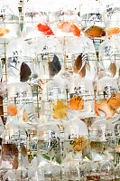 Variety Of Bagged Fish