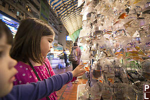 Bags Of Goldfish